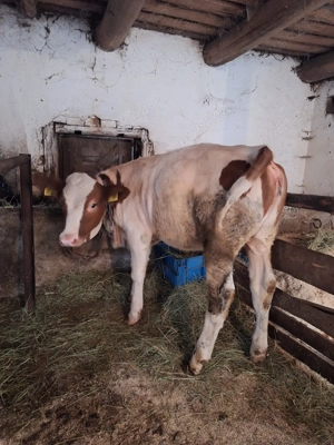 Vând vițea bălțată românească 