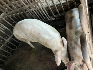Vand 2 porci!200kg și 140kg