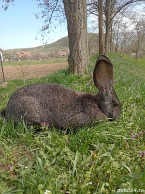 iepuri pui si maturi