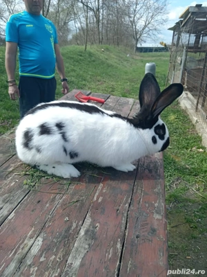 iepuri deparazitați și vaccinați  - imagine 3