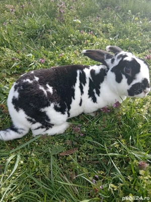 iepuri deparazitați și vaccinați  - imagine 4