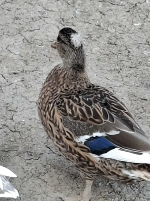 Vând schimb rățuște pitice olandeze - imagine 3