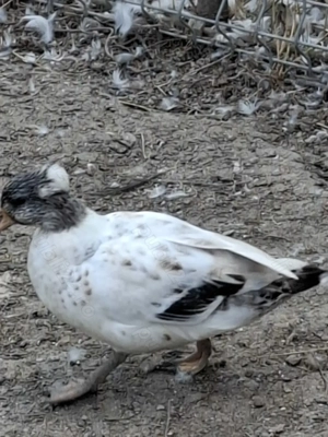 Vând schimb rățuște pitice olandeze - imagine 2