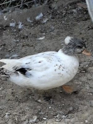 Vând schimb rățuște pitice olandeze - imagine 5