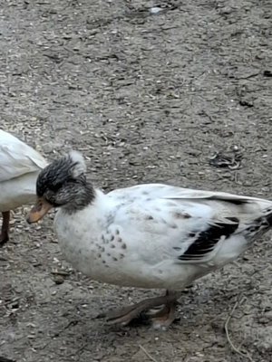 Vând schimb rățuște pitice olandeze - imagine 4