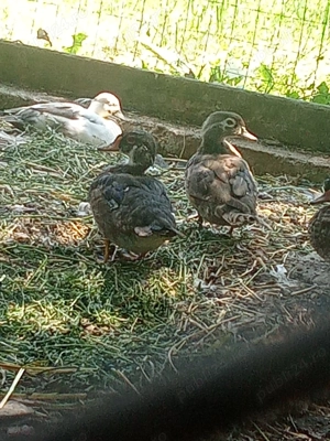 Vând pitice olandeze  - imagine 5