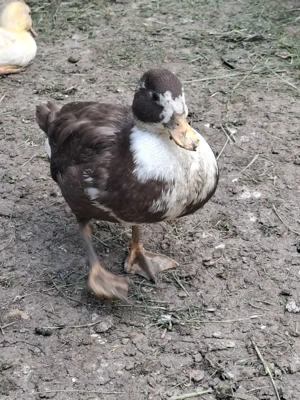 Vând pitice olandeze 