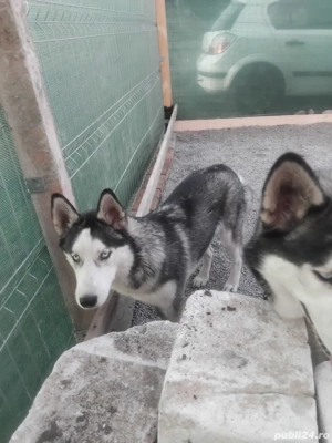  Cautam familie - imagine 4