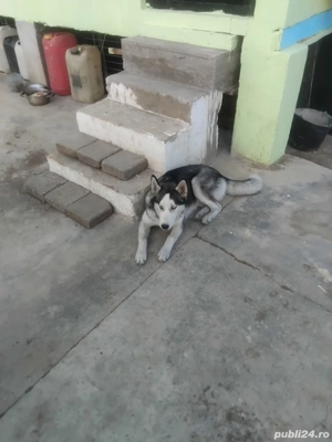  Cautam familie - imagine 2