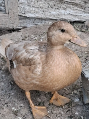 Vând pitice olandeze  - imagine 4