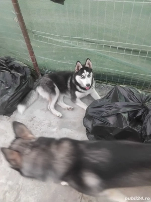  Cautam familie - imagine 3