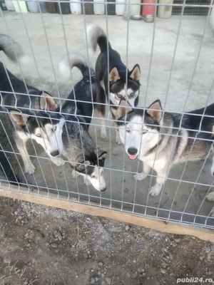  Cautam familie - imagine 5