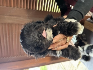 Catei Shih Tzu de vanzare - imagine 2 Catei Shih Tzu de vanzare - imagine 2