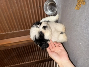 Catei Shih Tzu de vanzare