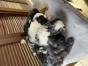 Catei Shih Tzu de vanzare - imagine 5 Catei Shih Tzu de vanzare - imagine 5