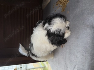 Catei Shih Tzu de vanzare - imagine 3 Catei Shih Tzu de vanzare - imagine 3