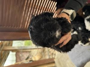 Catei Shih Tzu de vanzare - imagine 4 Catei Shih Tzu de vanzare - imagine 4