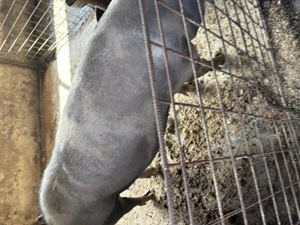 Scroafă de vânzare ,rasă de carne