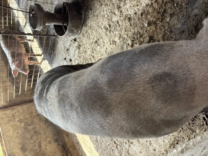 Scroafă de vânzare ,rasă de carne  - imagine 3