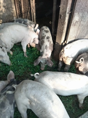 Vând șoldani de 4 luni! - imagine 5 Vând șoldani de 4 luni! - imagine 5