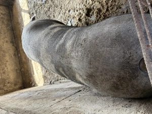 Scroafă de vânzare ,rasă de carne  - imagine 4