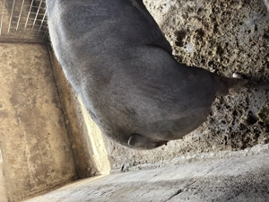 Scroafă de vânzare ,rasă de carne  - imagine 2