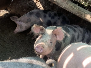 Vând 2 porci la alegere 