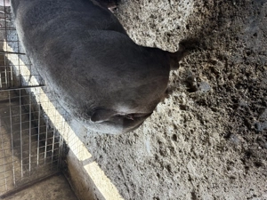 Scroafă de vânzare ,rasă de carne  - imagine 5