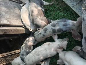 Vând șoldani de 4 luni! - imagine 4 Vând șoldani de 4 luni! - imagine 4