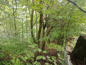 Teren Tarnița Plaja II  - imagine 5