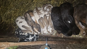 Vand iepuru rasa  - imagine 2