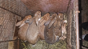 Vand iepuru rasa  - imagine 4