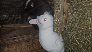 Vand iepuru rasa  - imagine 5