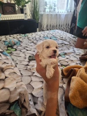 Două iubitoare căutăm familie asemenea nouă      - imagine 3