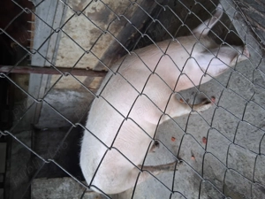 Vânzări animale de casa 