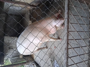 Vânzări animale de casa  - imagine 2 Vânzări animale de casa  - imagine 2