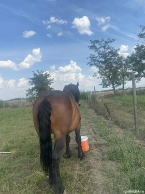 vand cal castrat 10 ani  - imagine 3