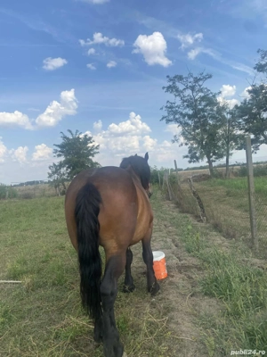 vand cal castrat 10 ani  - imagine 4