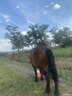 vand cal castrat 10 ani 