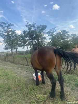 vand cal castrat 10 ani  - imagine 2