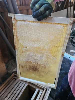 Stupi de albine carpatine - imagine 5