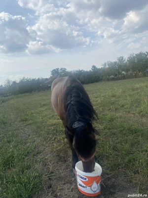 vand cal castrat 10 ani  - imagine 5