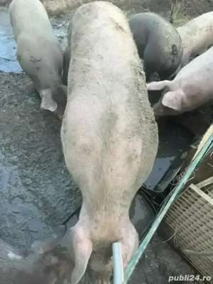porci de vânzare - imagine 2