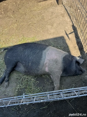 porci de vânzare - imagine 5