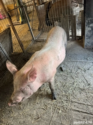 porci de vânzare - imagine 4