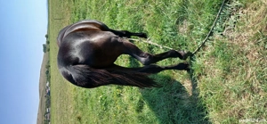 vând manză 1an și 3luni foarte cuminte preț 1.200 EUR negociabil mai multe detalii la nr  