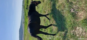 vând manză 1an și 3luni foarte cuminte preț 1.200 EUR negociabil mai multe detalii la nr   - imagine 2