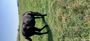 vând manză 1an și 3luni foarte cuminte preț 1.200 EUR negociabil mai multe detalii la nr   - imagine 3