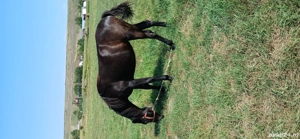 vând manză 1an și 3luni foarte cuminte preț 1.200 EUR negociabil mai multe detalii la nr   - imagine 4