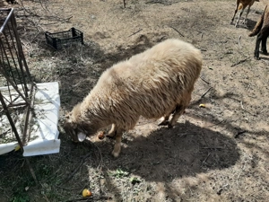 Oi, miei și berbeci de rasa carabas, ingrijite si santaose - imagine 2